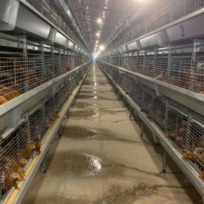 Chine cage de poulet de couche de 4.8m à vendre