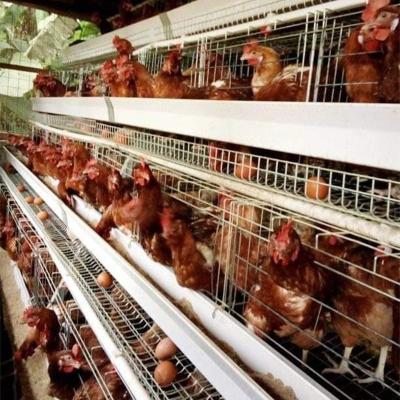 Chine 3/4 type de la rangée A cage de couche d'oeufs de poulet de cage de poulet pour des fermes avicoles à vendre