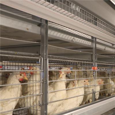 Chine L'immersion chaude galvanisée posent le poulet mettent en cage les 256 oiseaux automatiques/ensemble à vendre
