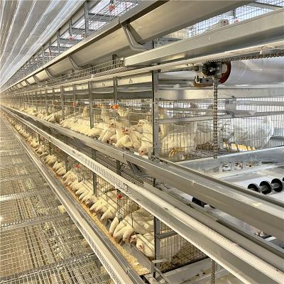 Chine Cage galvanisée de poulet de couche d'oeufs d'aviculture pour 5000 oiseaux à vendre