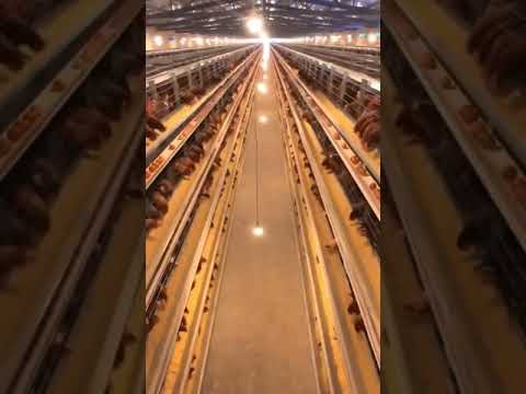 Galvanised Wire Poultry Chicken Cage 4 - 5 Layer For Farm Use