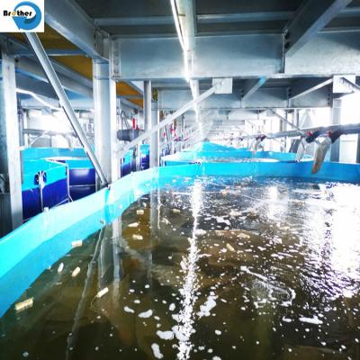 China High strength plastic fish farm tank for fish keeping en venta