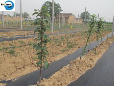 中国 Farming Plastic PP Ground Cover Weed Control Mat Ground Cover Fabric 販売のため