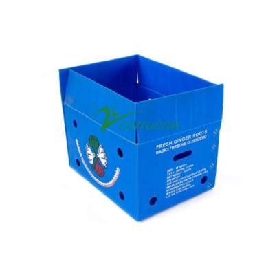 China Corruone waterproof Fruit Vegetable Packing PP Cartonplast Grapes Packing Boxes Plastic Broccoli Boxes Corrugated Ginger box for sale