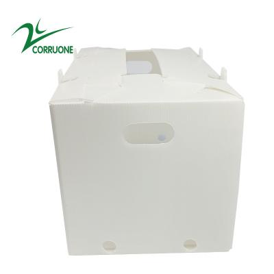 China 2mm-11mm Hollow Carton Coroplast Correx Collapsible Corrugated Plastic Boxes for sale