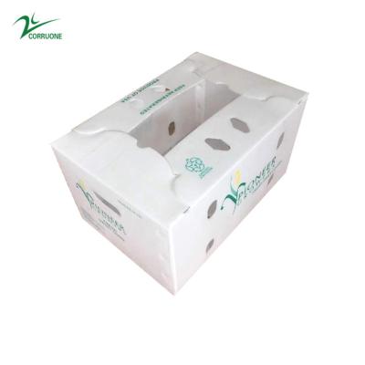 中国 correx fruit box PP Corrugated Plastic Box for vegetable  and Agriculture Packing box 販売のため