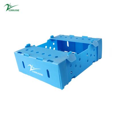 China Cajas de plástico corrugado de PP ecológicas para el almacenamiento y transporte de frutas y hortalizas en venta