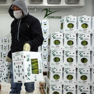 China Caixas de frutas onduladas Solução de embalagem personalizável e sustentável à venda
