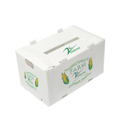 China Plastic Boxes PP Corrugated Plastic Box For Vegetable And Fruit à venda