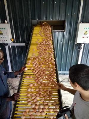 China 5 Layer Q235 Battery Egg Layer Cages Poultry Field Chicken Cage à venda