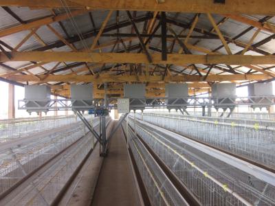 China 4 Birds Per Cell Battery Cage System Hot Dipped Galvanized for sale
