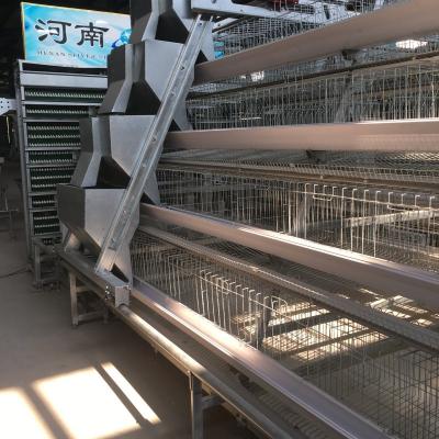 China 4 Tier Automatic Chicken Cage Manure Remover A Type Silver White à venda