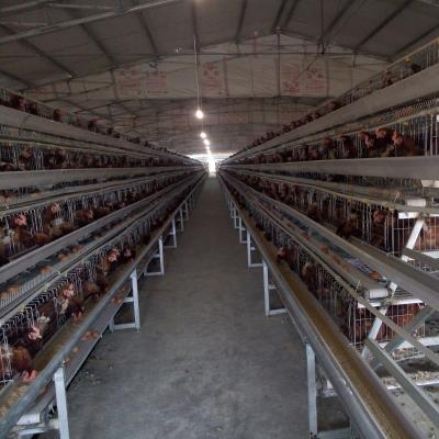 Chine 4 Tiers Raise More Chickens Automatic A Type Battery Egg Layer Chicken Cages à vendre