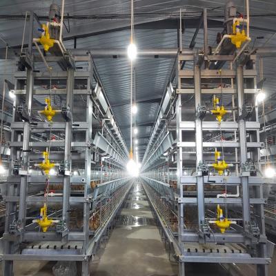China Automatic Broiler Poultry Cages Equipment 3 Tiers 4 Tiers H Type for sale