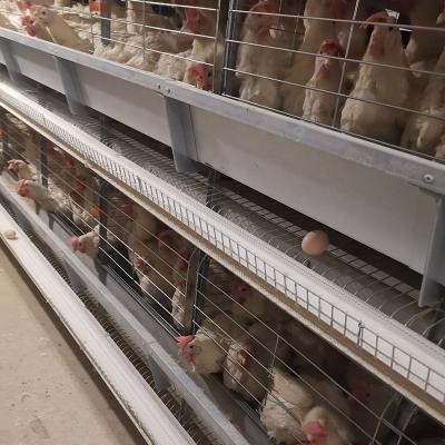 中国 Automatic Chicken Battery Layer Cage Poultry Farming H Shaped Small Stacked 販売のため