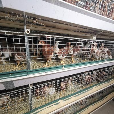中国 Poultry Farm Baby Chick Brooder Cage Day Old Battery Pullet Rearing Cage 販売のため
