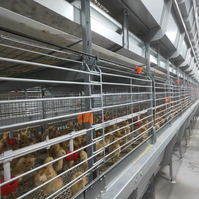 China H Type Broiler Meat Chicken Cage Sales In Senegal 30000 Birds 144 Birds à venda
