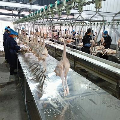 Chine 3000Birds/acier inoxydable de la Chambre 380V de ligne d'abattage de poulet volaille de H à vendre