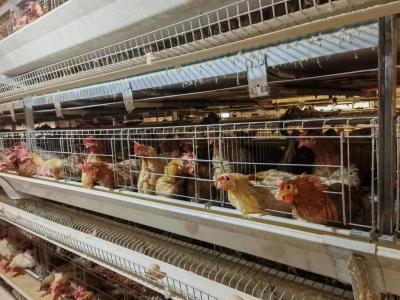 Chine Acier galvanisé 5 couches Cage à batterie H type Cage de poule pour poulet à œufs à vendre