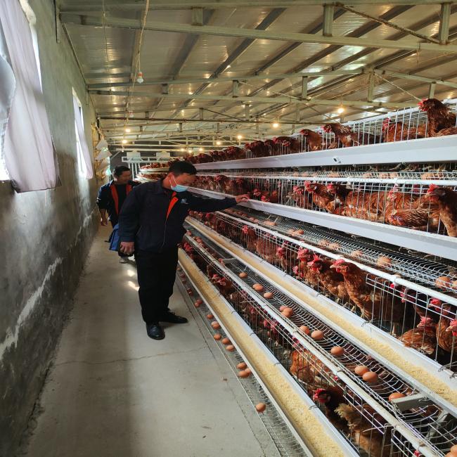 Anti-Corrosive Galvanized Steel Poultry Farming Equipment for Layer Cages