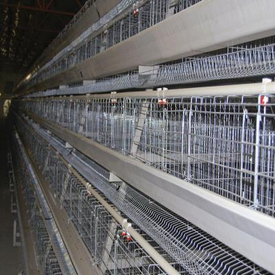 China Soncap 128 pájaros/fijó la jaula del pollo de 4 capas para las ponedoras 8436290000 en venta