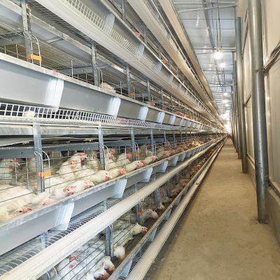 China 20000 Birds Battery Chicken Layer Cage H Type For Pakistan Farm 2mm for sale