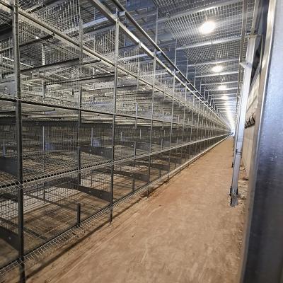 China Modern HDG Chicken Egg Layer Cages 0.40m2 Space 9birds/Cage Farming for sale