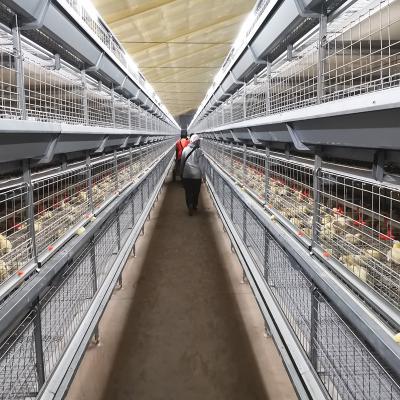 China Husbandry Livestock 3 Tier Chicken Cage , HDG 125kgs 208 Broiler Farm Equipment for sale