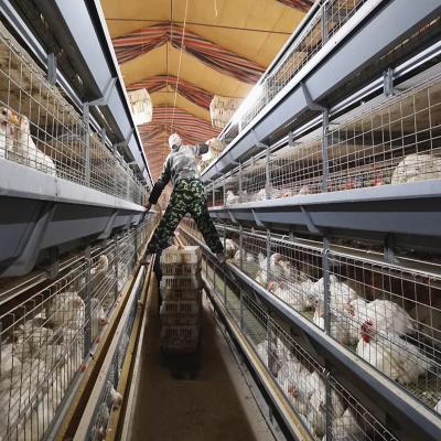 Cina La gabbia commerciale 80Birds/Set SONCAP del pollo da carne di 4 strati ha certificato in vendita