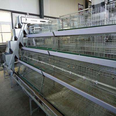 China Poultry House Layer 180 / 240 Baby Chick Cage A Type With Feeders for sale