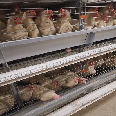 中国 3-8層は卵のおり、SGSを置いている鶏を自動化した層のための電池おりシステムを囲んだ 販売のため