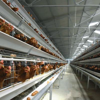China Husbandry Livestock 3 Tier Chicken Cage HDG Broiler Farm Equipment for sale
