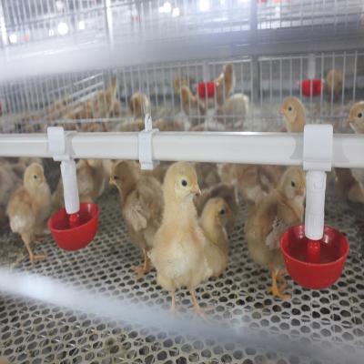 Cina SONCAP una gabbia in batteria da 1 - 45 giorni per i polli da arrosto struttura moderna H/di A in vendita