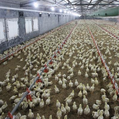 China Automatic Poultry Feeding Broiler Equipment Chicken Floor Ground System 1.1KW for sale