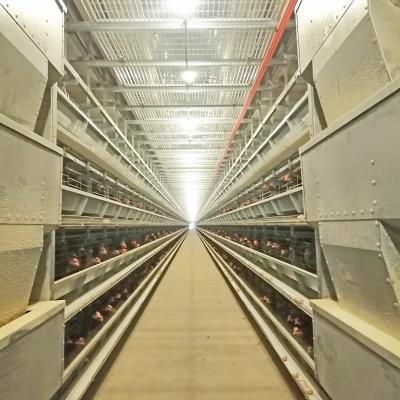 中国 HDGの自動家禽供給システム8.67m/Min 0.75kw鶏のおりの送り装置 販売のため