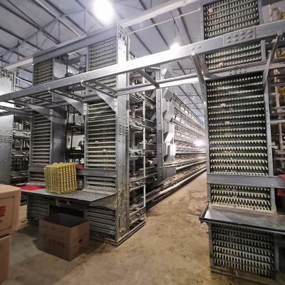Chine Type largeur de convoyeur de système de collection d'oeufs de volaille de ferme de SONCAP 3kw de 10cm à vendre
