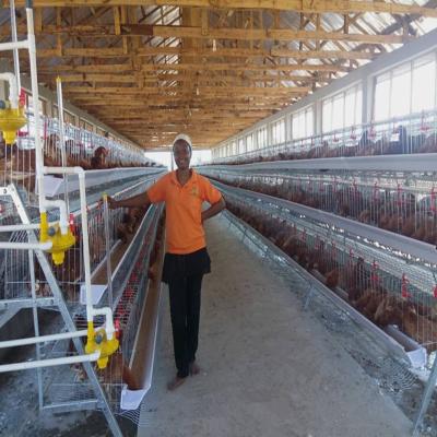 China 90/96/120/128/160 Birds Layer Chicken Cage System Farming A Type 3 Or 4 Tiers for sale