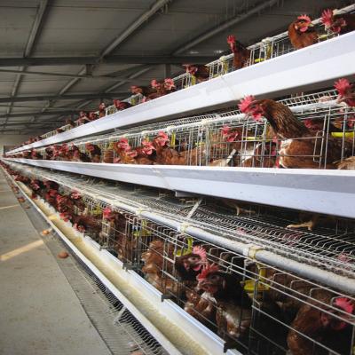 China Una jaula U de la cría del pollo de la capa del marco forma la jaula de acero de la capa de las aves de corral de la batería en venta
