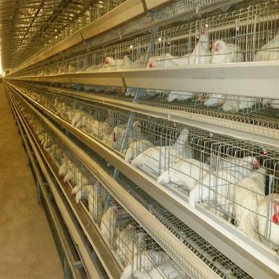 China 160 Birds A Type Poultry Cage Hens Poultry Egg Farming Equipment for sale