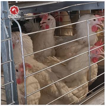 China Jaula automática llena de la capa del huevo del pollo de la jaula de batería de las aves de corral de 144 pájaros en venta