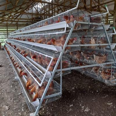 China A Type Stainless Steel Chicken Cage Hot Galvanized Or Cold Galvanized for sale