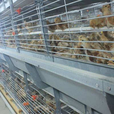China Newest Design Baby Chicks Broiler Chicken Cage 102 Birds 136 Birds for sale