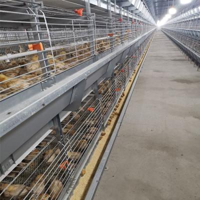 China 4 Tiers Multi Tier Automatic Poultry Feeding System For Broiler 1800x1200x410mm Size for sale
