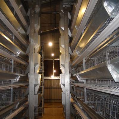 Chine Cage de volaille de ZnAl de 260 d'oiseaux rangées de Hunsbandry 6 pour le grilleur à vendre