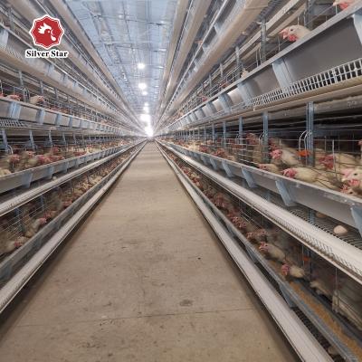 China Produzir pássaros da gaiola 126 da galinha da bateria/ajustou o equipamento automático completo à venda