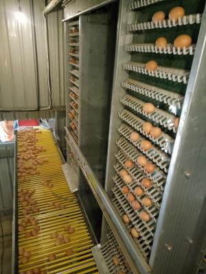 Chine Système de cage de grilleur de 6 poulets des rangées 108 pour le petit poussin à vendre