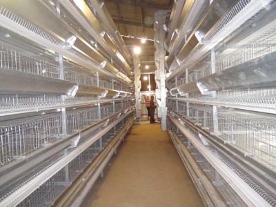 Chine Alimentation de trémie de cage de poulet de couche de batterie de volaille de 9 rangées à vendre