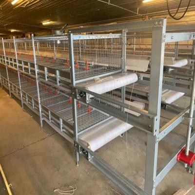China Automatic Big Size Broiler Cage With Poultry Drinking System for sale