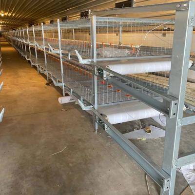 China Automatic Broiler Cage With Poultry Drinking System for sale