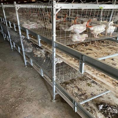 China Baby Chicks Cage With Full Automatic Poultry Drinking System for sale